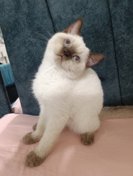 Scottish Fold, Kedi  Sütlaç fotoğrafı