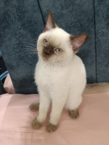 Scottish Fold, Kedi  Sütlaç fotoğrafı