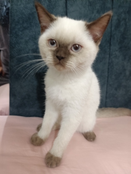 Scottish Fold, Kedi  Sütlaç fotoğrafı