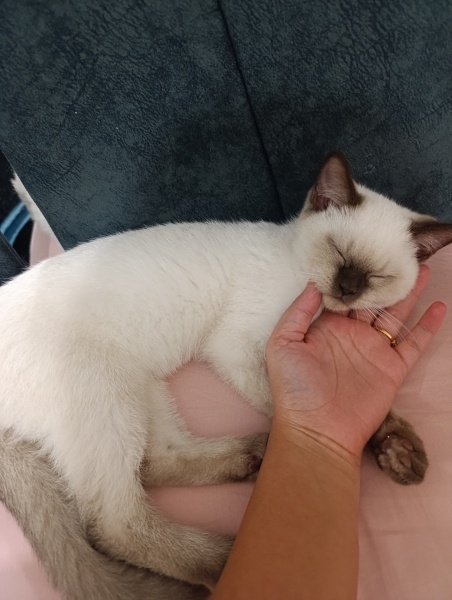 Scottish Fold, Kedi  Sütlaç fotoğrafı