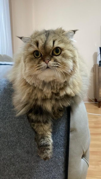 British Longhair, Kedi  Ceku fotoğrafı
