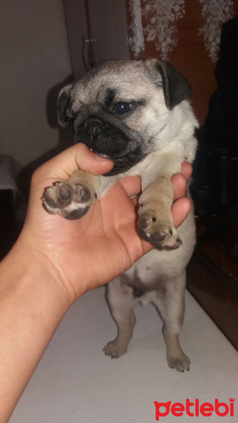 Pug, Köpek  mari fotoğrafı