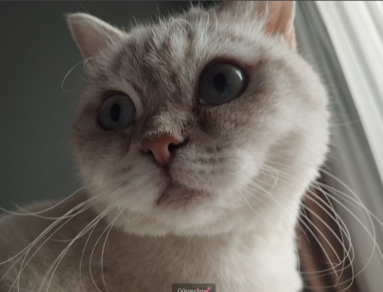 British Shorthair, Kedi  Dünya fotoğrafı