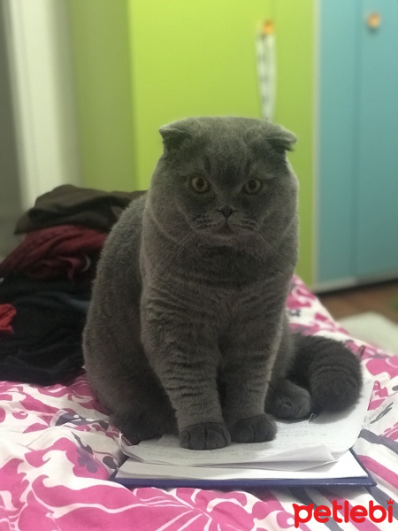 Scottish Fold, Kedi  Zubi fotoğrafı