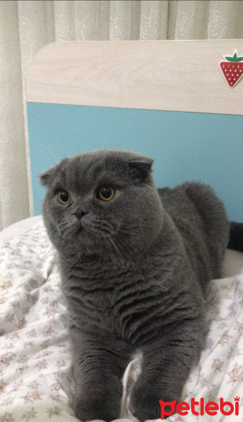 Scottish Fold, Kedi  Zubi fotoğrafı