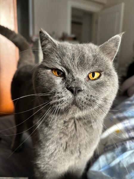 British Shorthair, Kedi  Balım fotoğrafı
