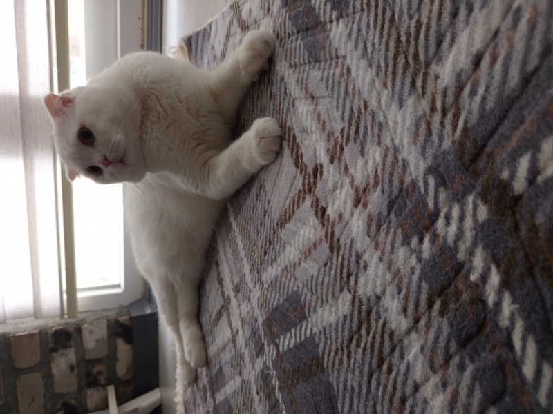 Scottish Fold, Kedi  Chris fotoğrafı