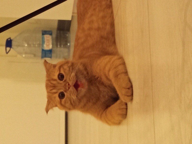 Scottish Fold, Kedi  Pundik fotoğrafı