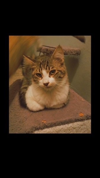 Tekir Kedi, Kedi  Puding fotoğrafı