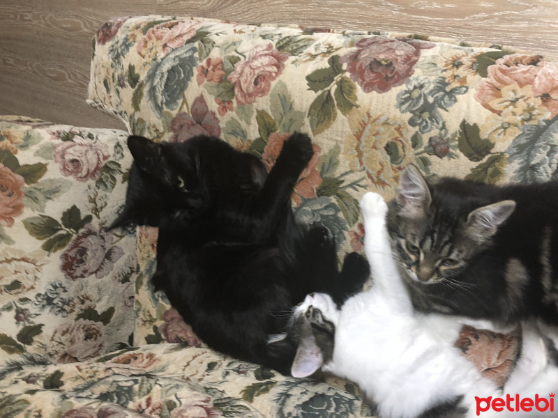 Bombay, Kedi  Bihter  fotoğrafı