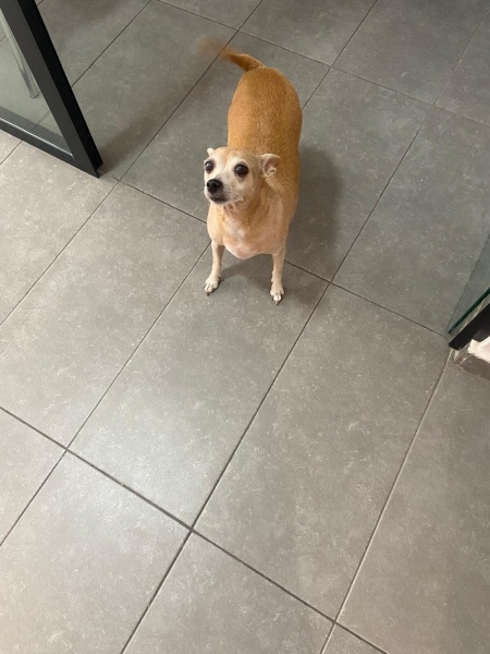 Minyatür Pinscher, Köpek  Angel Yuva Arıyoruz fotoğrafı