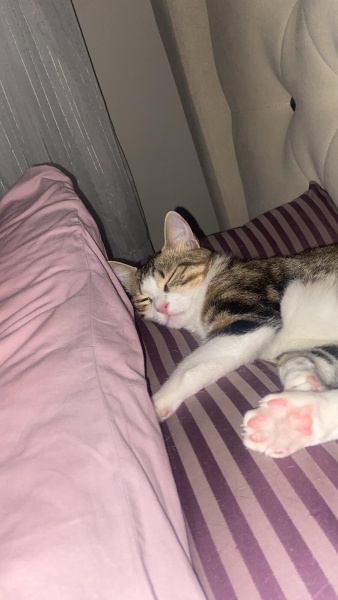 Tekir Kedi, Kedi  Şans fotoğrafı