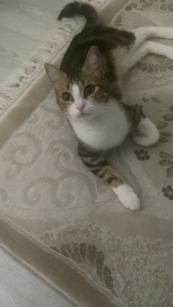 Tekir Kedi, Kedi  Şans fotoğrafı