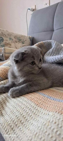 Scottish Fold, Kedi  Lokum fotoğrafı