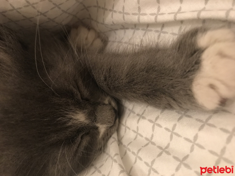 British Shorthair, Kedi  Kivi fotoğrafı