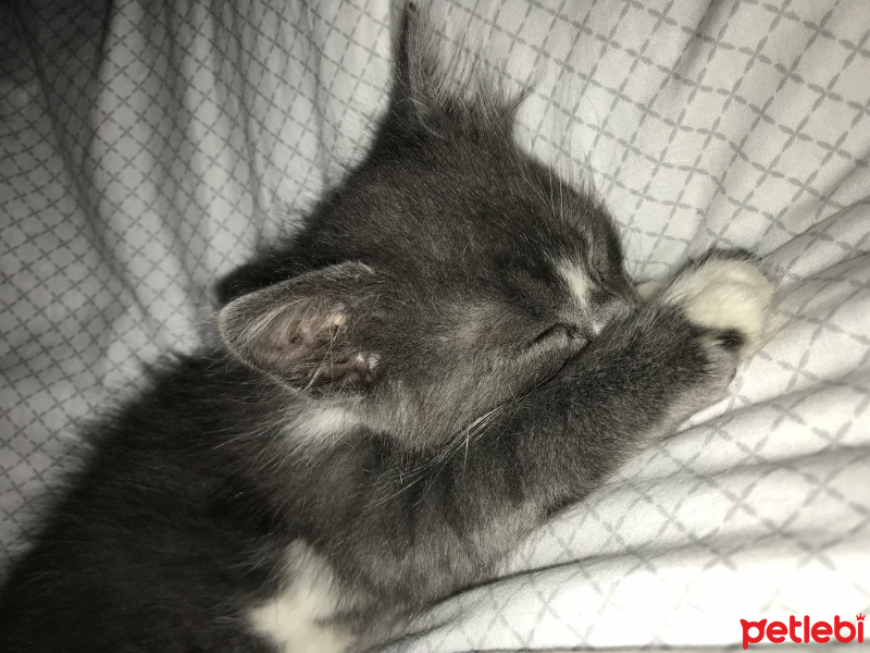 British Shorthair, Kedi  Kivi fotoğrafı