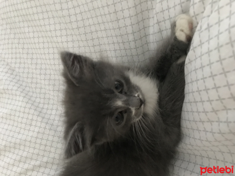 British Shorthair, Kedi  Kivi fotoğrafı