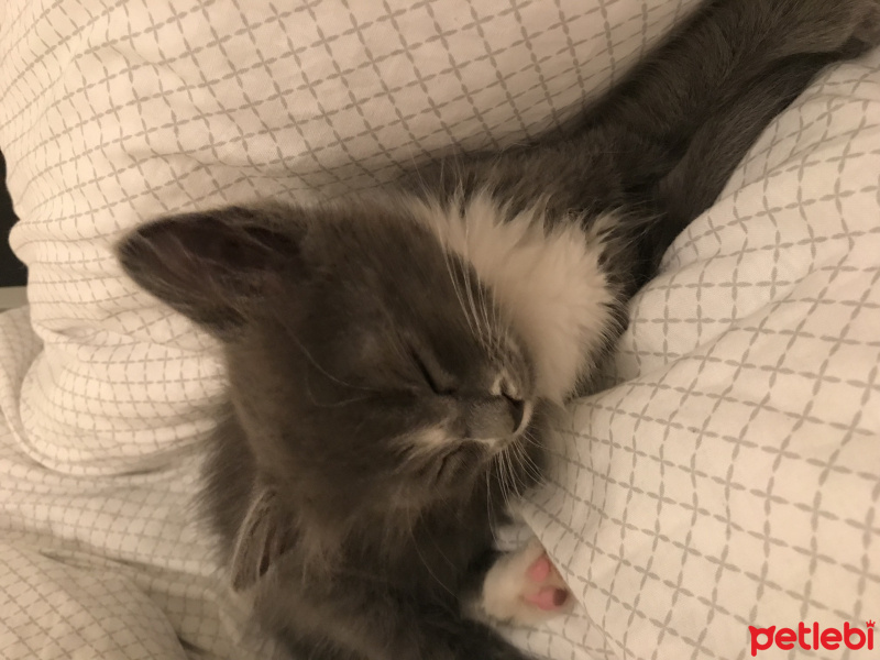 British Shorthair, Kedi  Kivi fotoğrafı