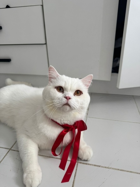 British Shorthair, Kedi  PAYAM fotoğrafı