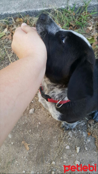 Minyatür Schnauzer, Köpek  Şerefsiz fotoğrafı