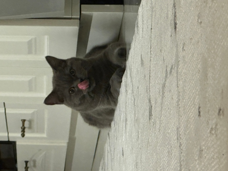 British Shorthair, Kedi  Suzan fotoğrafı
