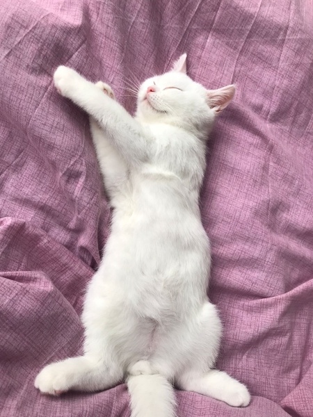 British Shorthair, Kedi  fırfır fotoğrafı