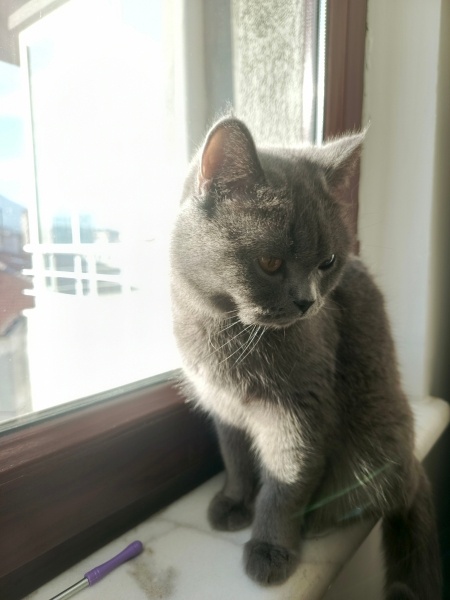 British Shorthair, Kedi  Totoro fotoğrafı