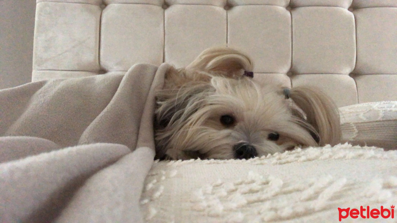 Maltese, Köpek  Lily fotoğrafı