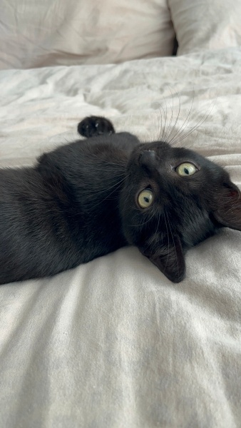 Bombay, Kedi  2.5 AYLIK ARKADAŞ CANLISI BOMBAY BEBEĞE YUVA🫧🐈‍⬛ fotoğrafı