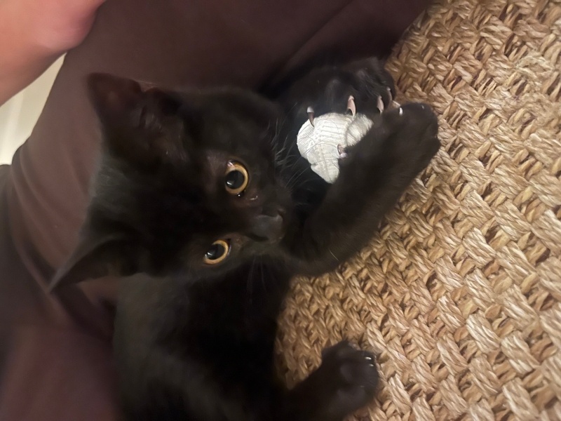 Bombay, Kedi  2.5 AYLIK ARKADAŞ CANLISI BOMBAY BEBEĞE YUVA🫧🐈‍⬛ fotoğrafı