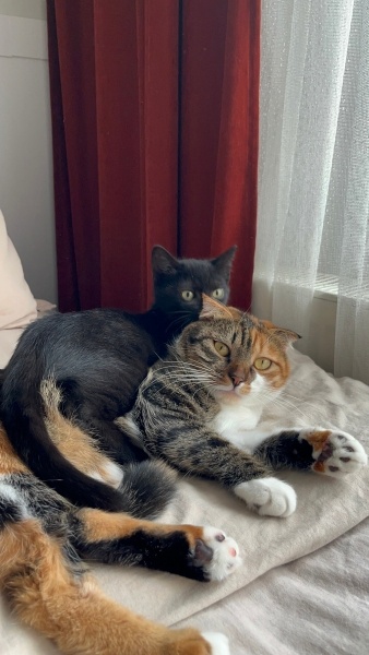 Bombay, Kedi  2.5 AYLIK ARKADAŞ CANLISI BOMBAY BEBEĞE YUVA🫧🐈‍⬛ fotoğrafı