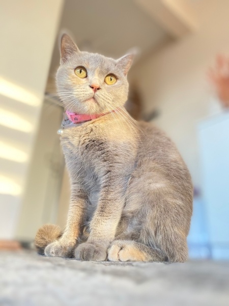 British Shorthair, Kedi  Cookie fotoğrafı