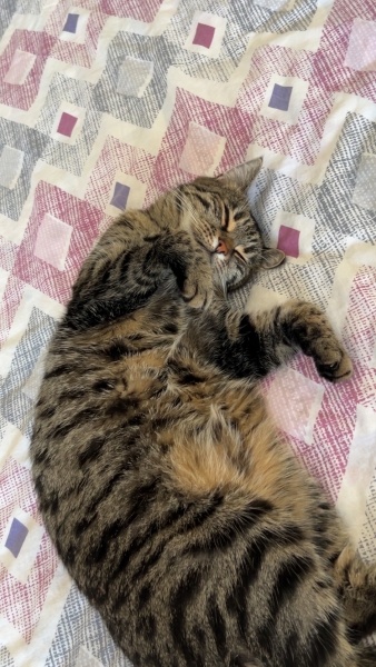 Tekir Kedi, Kedi  Mela fotoğrafı