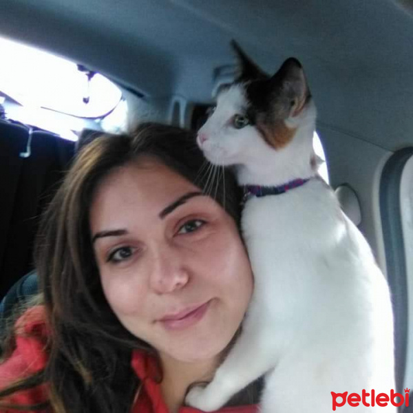 Soke, Kedi  Irmak fotoğrafı