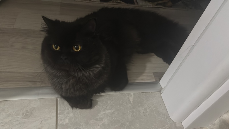 British Longhair, Kedi  Fiko fotoğrafı