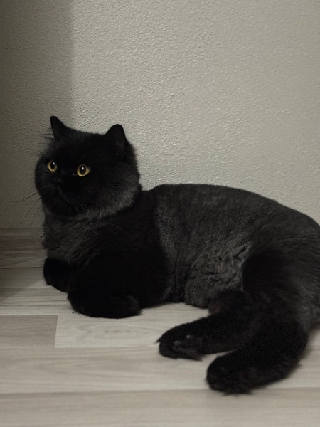 British Longhair, Kedi  Fiko fotoğrafı