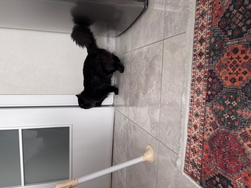 British Longhair, Kedi  Fiko fotoğrafı