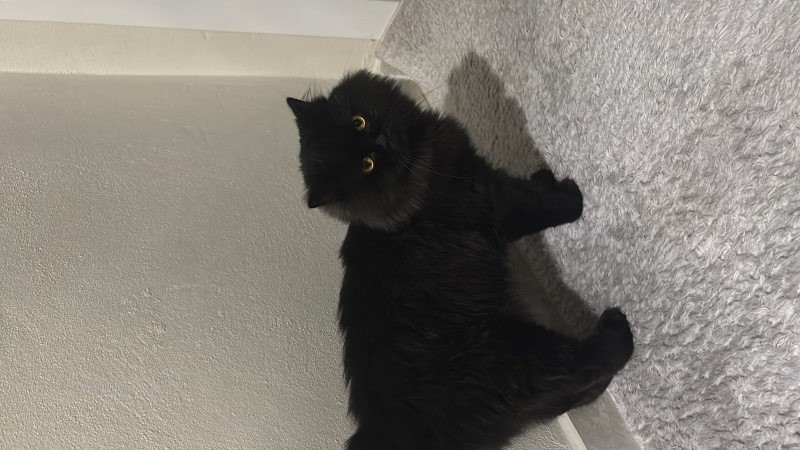 British Longhair, Kedi  Fiko fotoğrafı