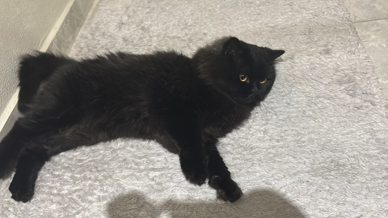 British Longhair, Kedi  Fiko fotoğrafı