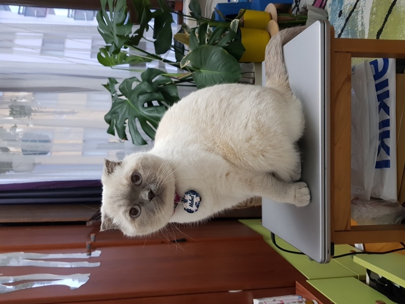 Scottish Fold, Kedi  Mabel fotoğrafı
