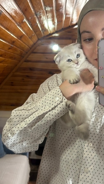 British Shorthair, Kedi  sütlaç fotoğrafı