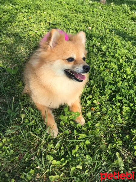 Pomeranyalı, Köpek  MİA fotoğrafı