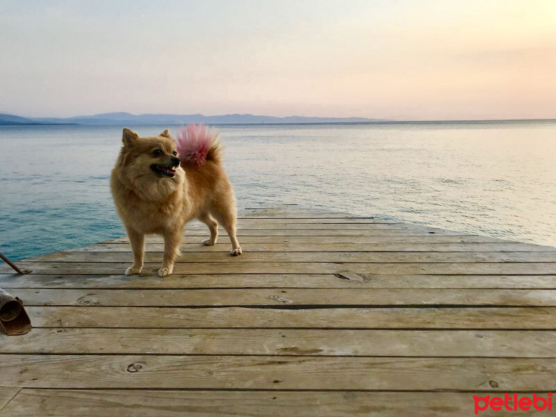 Pomeranyalı, Köpek  MİA fotoğrafı