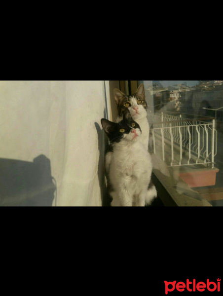 Tekir Kedi, Kedi  TOM fotoğrafı
