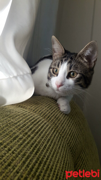 Tekir Kedi, Kedi  TOM fotoğrafı