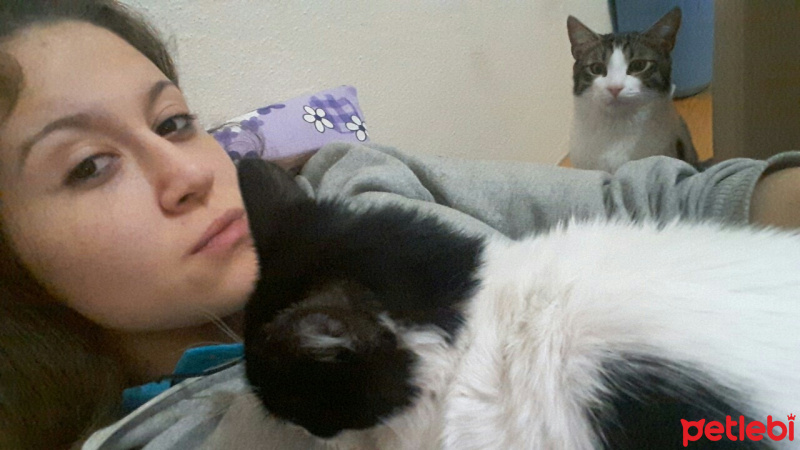 Tekir Kedi, Kedi  TOM fotoğrafı