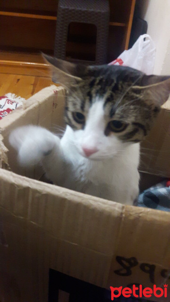 Tekir Kedi, Kedi  TOM fotoğrafı