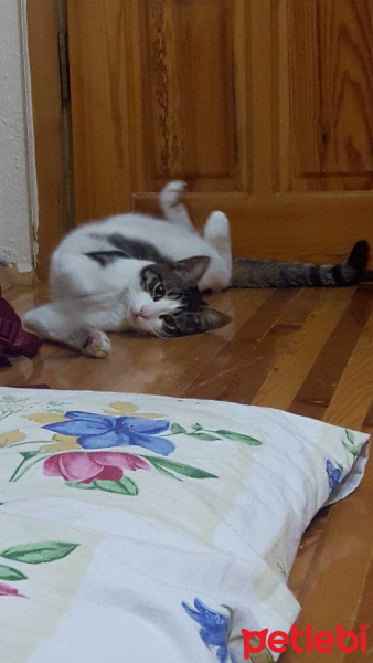 Tekir Kedi, Kedi  TOM fotoğrafı