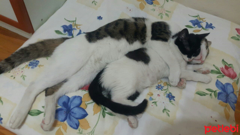 Tekir Kedi, Kedi  TOM fotoğrafı