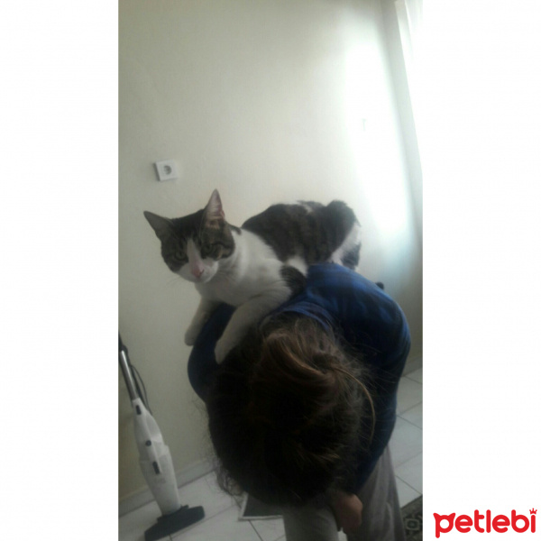 Tekir Kedi, Kedi  TOM fotoğrafı